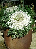 BRASSICA OLERACEA, ORNAMENTAL KALE