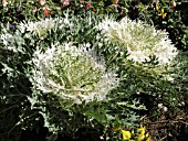 BRASSICA OLERACEA, ORNAMENTAL KALE