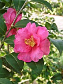 CAMELLIA SASANQUA, KANJIRO