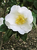 CAMELLIA JAPONICA, SILVER WAVES