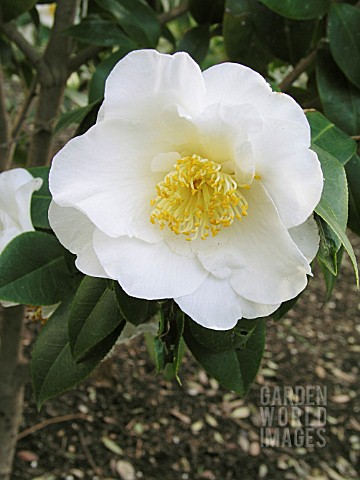 CAMELLIA_JAPONICA_SILVER_WAVES