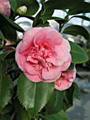 CAMELLIA JAPONICA, DEBUTANTE