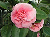 CAMELLIA JAPONICA DEBUTANTE