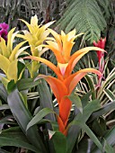 GUZMANIA