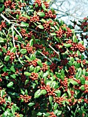 ILEX CORNUTA BURFORDII, BERRIES