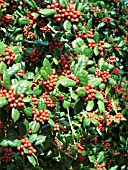 ILEX CORNUTA BURFORDII, BERRIES