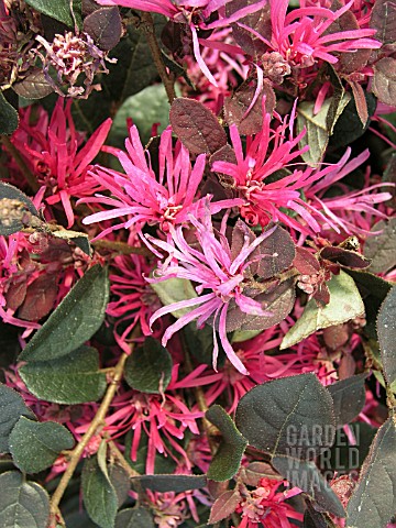 LOROPETALUM_CHINENSE_BURGUNDY