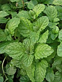 MENTHA PIPERITA, GRAPEFRUIT MINT