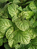 MENTHA SPICATA, SPEARMINT