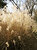 MISCANTHUS SINENSIS IN WINTER