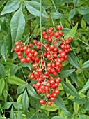 NANDINA DOMESTICA, BERRIES