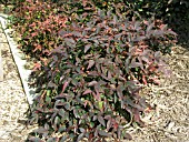 NANDINA DOMESTICA, HARBOR DWARF