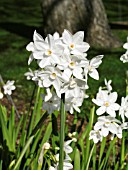 NARCISSUS PAPERWHITE