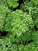 PETROSELINUM CRISPUM, CURLY PARSLEY