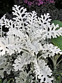 SENECIO CINERARIA, DUSTY MILLER