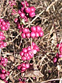 SYMPHORICARPOS ORBICULATUS