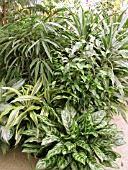 TROPICAL HOUSEPLANTS, MIXED