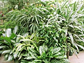 TROPICAL HOUSEPLANTS, MIXED