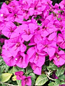 BOUGAINVILLEA, PURPLE QUEEN