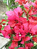 BOUGAINVILLEA, SAN MIGUEL