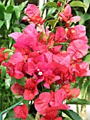 BOUGAINVILLEA ,SAN MIGUEL