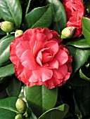 CAMELLIA JAPONICA, NUCCIOS BELLA ROSSA