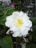 CAMELLIA JAPONICA, SILVER WAVES