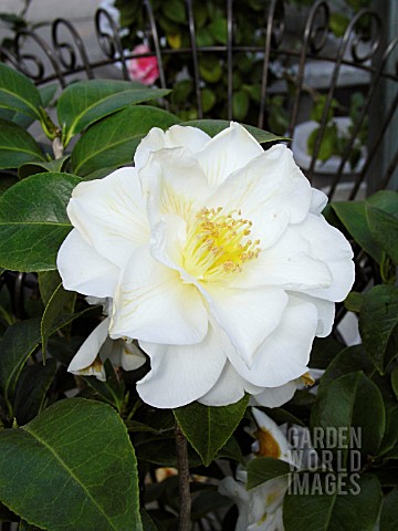 CAMELLIA_JAPONICA_SILVER_WAVES