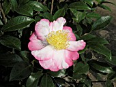 CAMELLIA SASANQUA HANA JIMAN