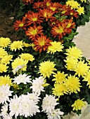 CHRYSANTHEMUM GRANDIFLORUM GARDEN MUM MIX