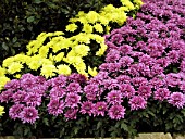 CHRYSANTHEMUM GRANDIFLORUM GARDEN MUM MIX