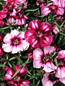 DIANTHUS CHINENSIS CORONA CHERRY MAGIC