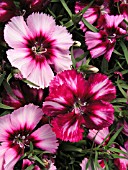 DIANTHUS CHINENSIS CORONA CHERRY MAGIC