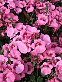 DIASCIA WINK PINK