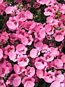 DIASCIA WINK PINK