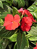 IMPATIENS NEW GUINEA PARADISE CHERRY RED