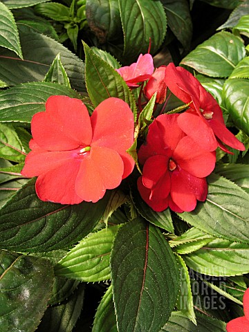 IMPATIENS_NEW_GUINEA_PARADISE_CHERRY_RED