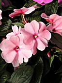 IMPATIENS NEW GUINEA PARADISE LIGHT PINK