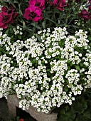 LOBULARIA MARITIMA WHITE