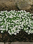 LOBULARIA MARITIMA WHITE