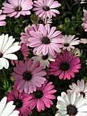 OSTEOSPERMUM FRUTICOSUM PASSION MIX