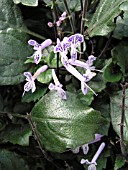 PLECTRANTHUS MONA LAVENDER