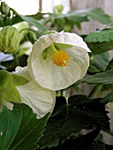 ABUTILON HYBRIDUS ALBA