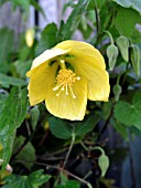 ABUTILON HYDRIDUS LUTEA