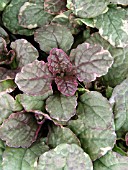 AJUGA REPTANS BURGUNDY GLOW