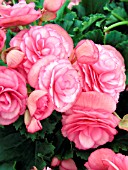 BEGONIA NON STOP PINK