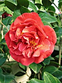 CAMELLIA JAPONICA KRAMERS SUPREME