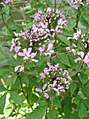 CLEOME LINDA ARMSTRONG