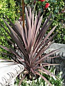 CORDYLINE AUSTRALIS ATROPURPUREA