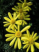 EURYOPS PECTINATUS VIRIDIS